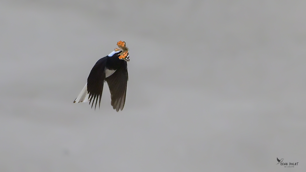 Hooded Wheatear
