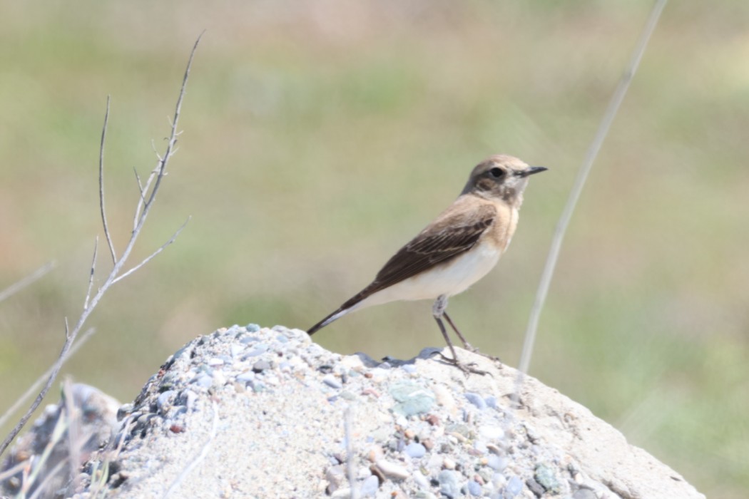 Black-eared Wheatear