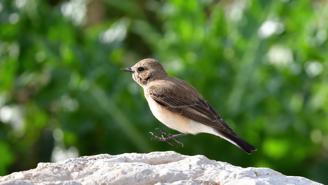 Black-eared Wheatear