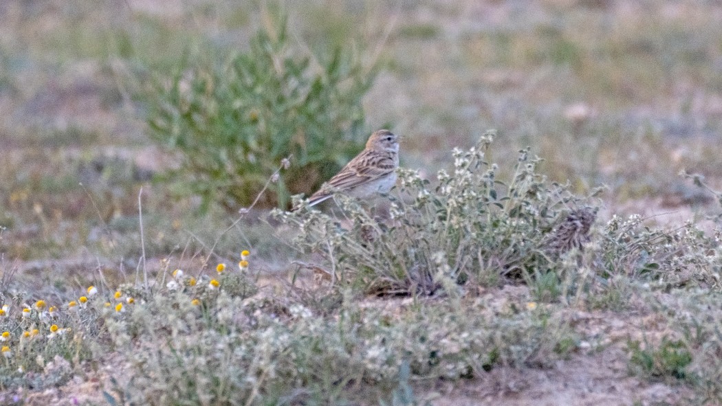 Greater Short-toed Lark