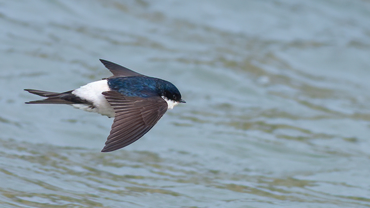 Western House Martin
