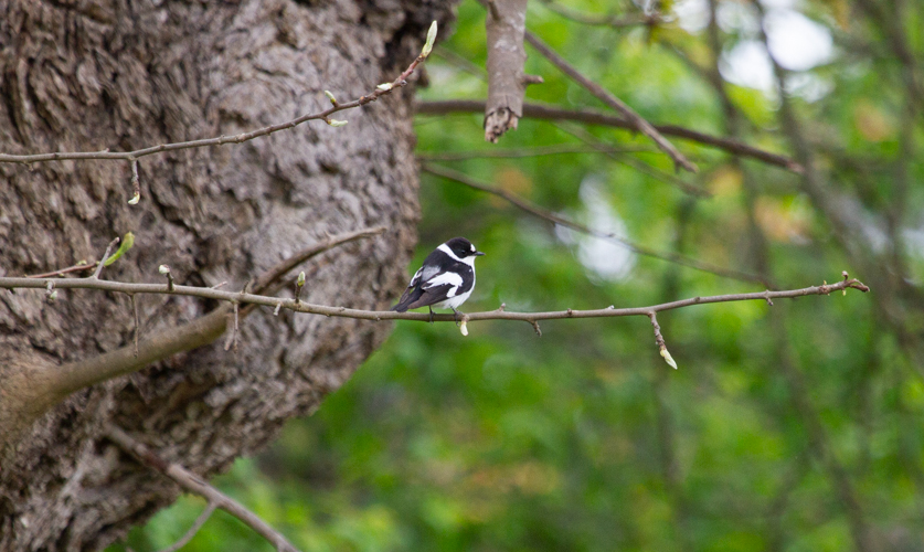 Collared Flycatcher