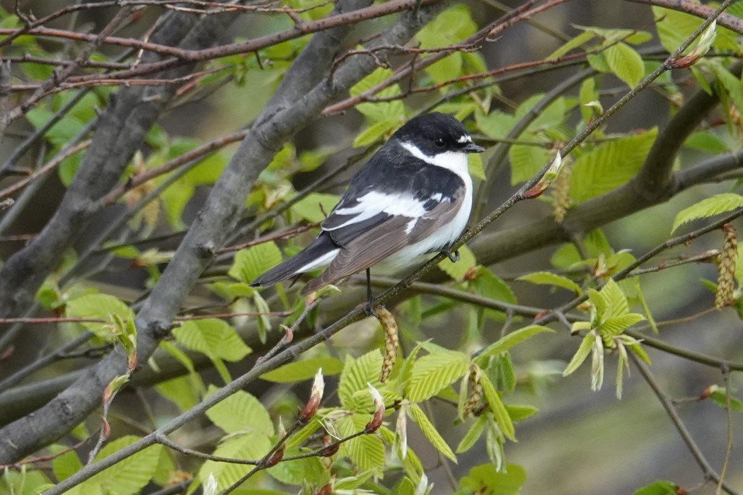 Semicollared Flycatcher