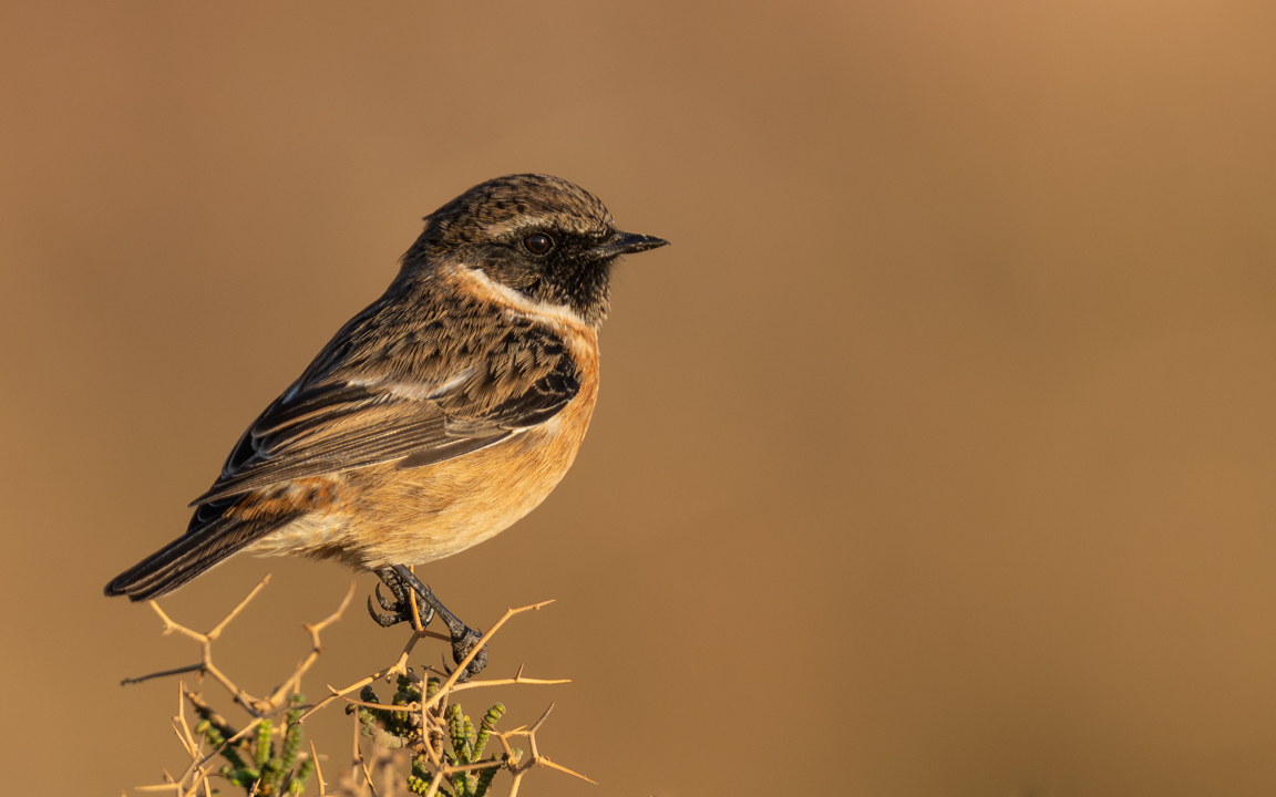 European Stonechat