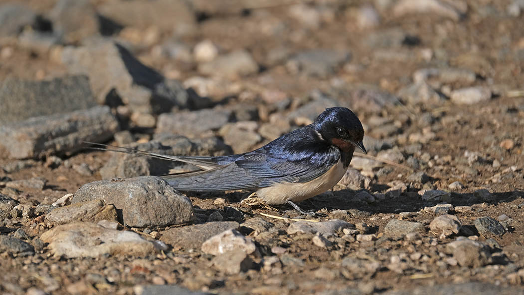 Barn Swallow