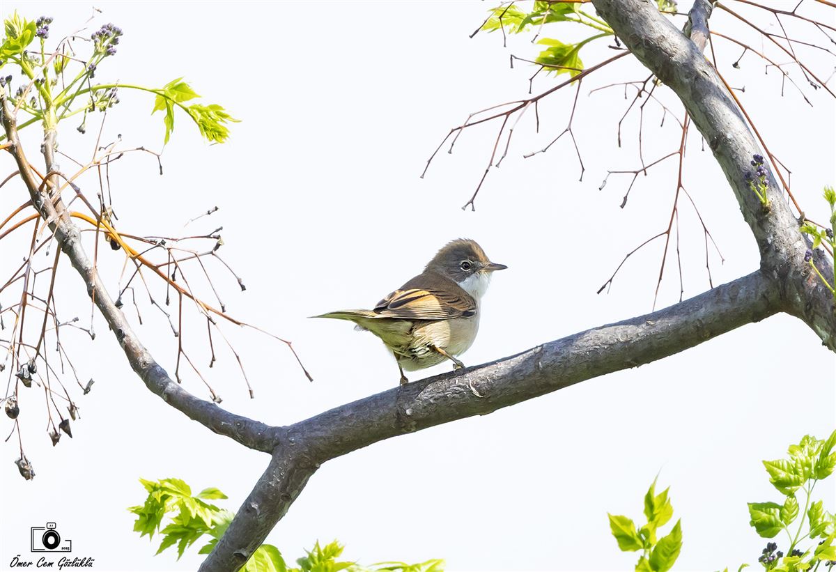 Common Whitethroat