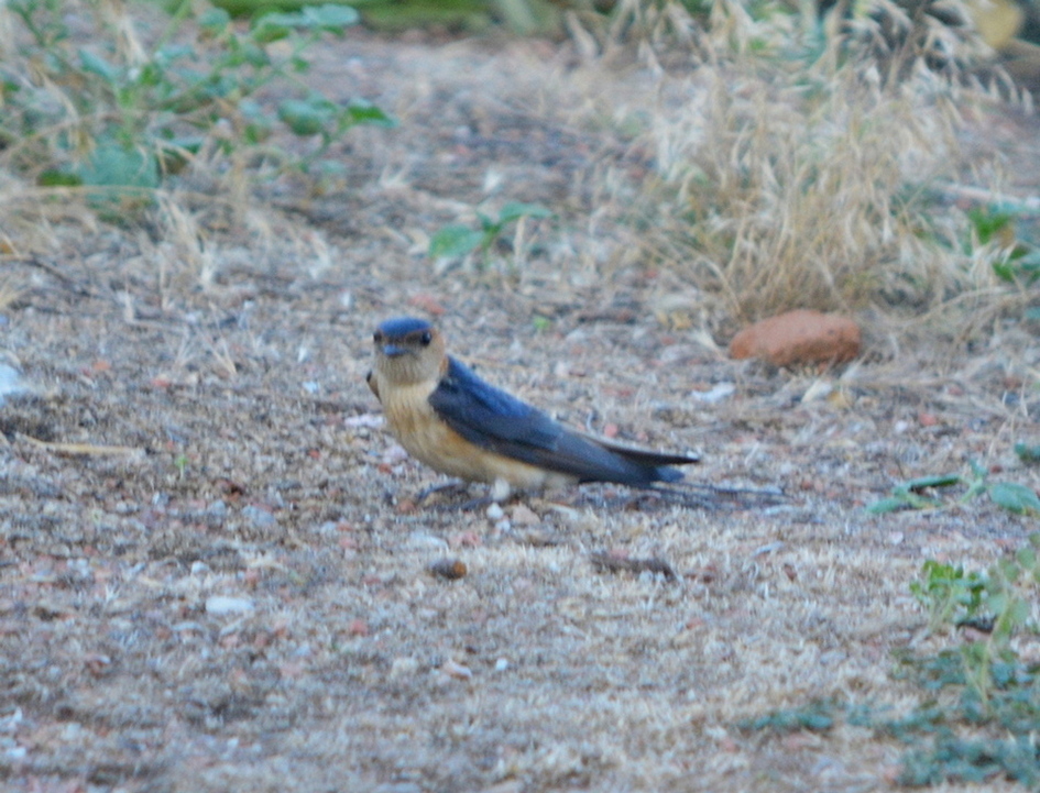 European Red-rumped Swallow