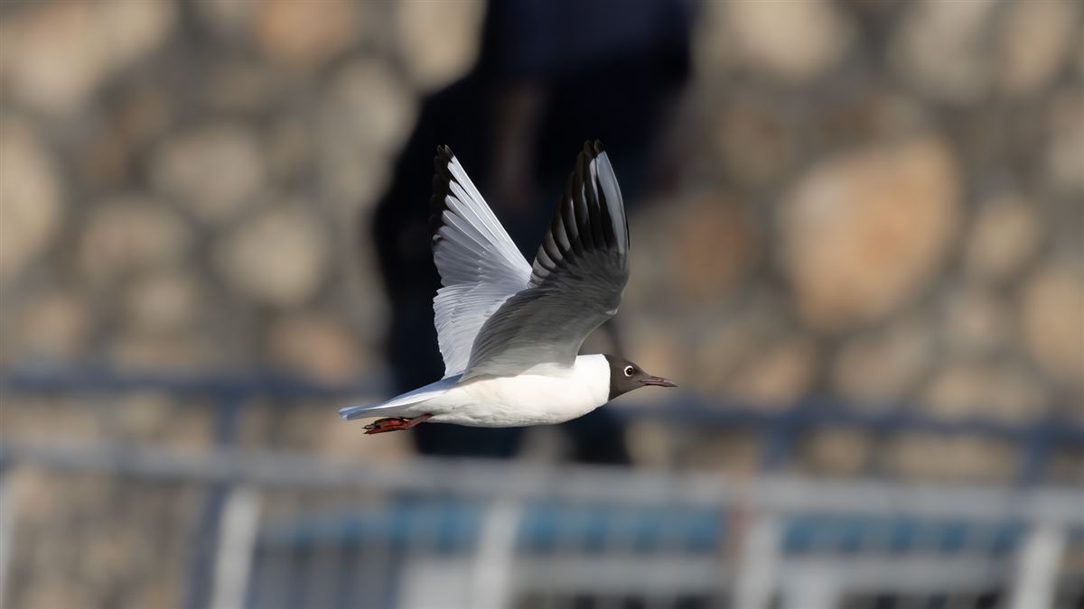 Black-headed Gull