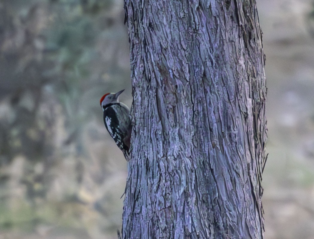 Middle Spotted Woodpecker