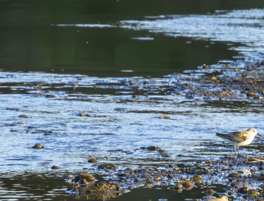 Little Stint