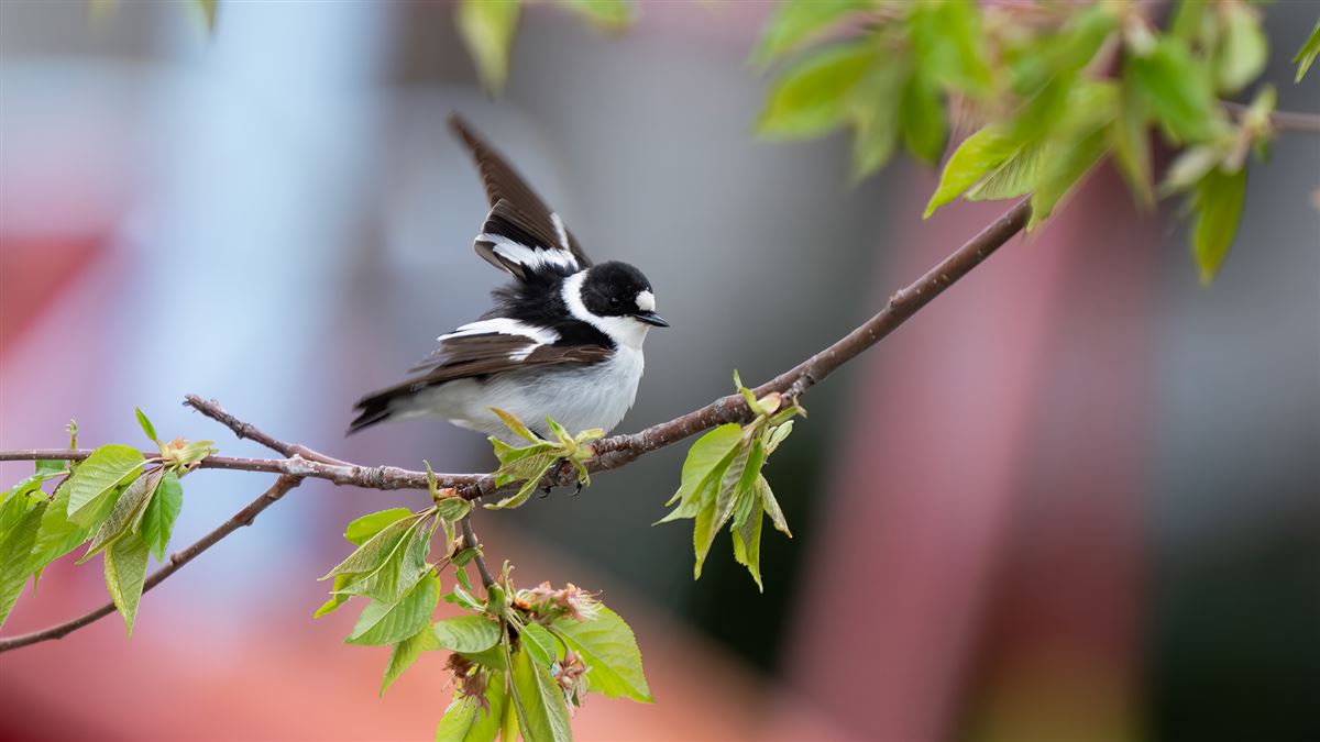 Collared Flycatcher