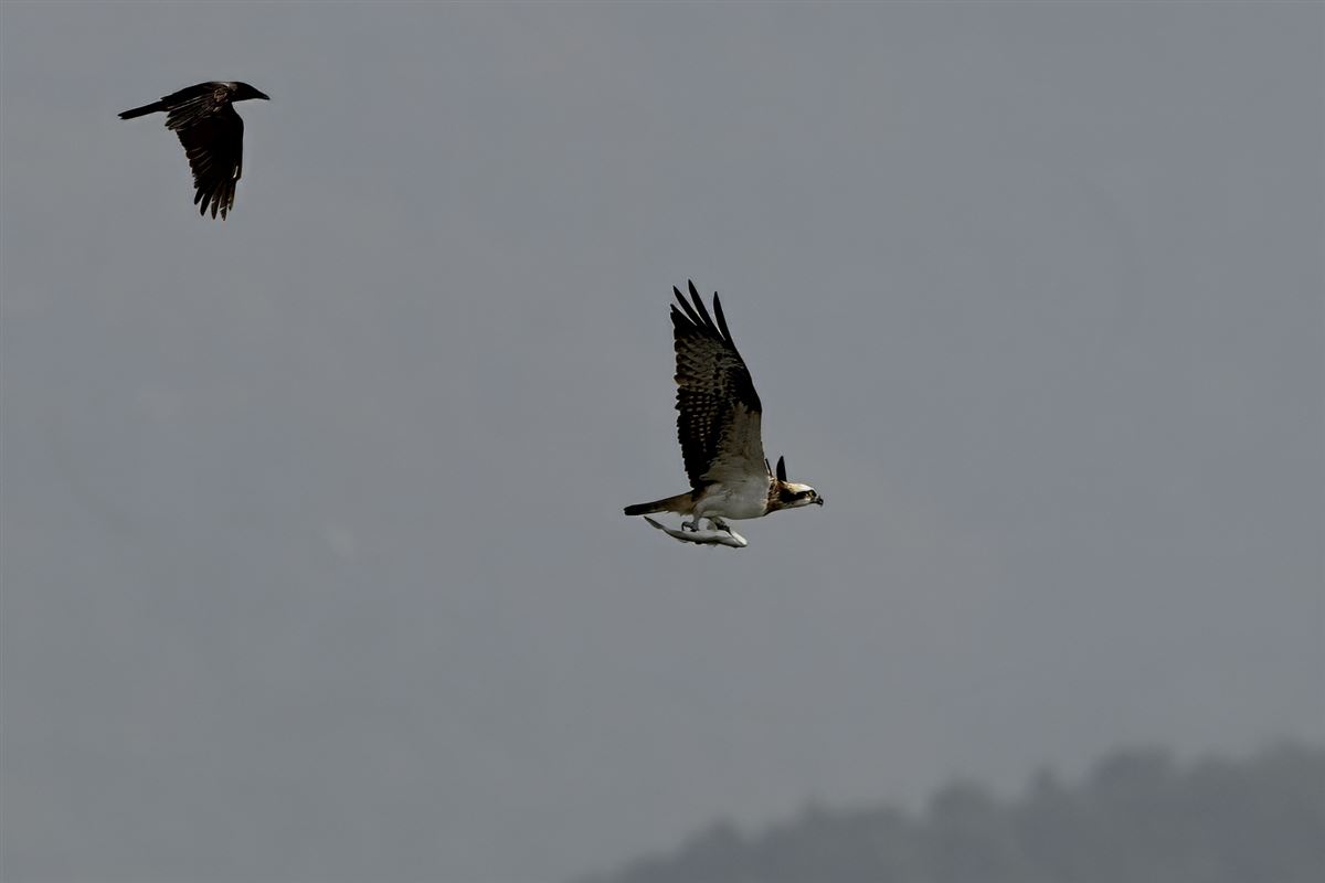 Osprey