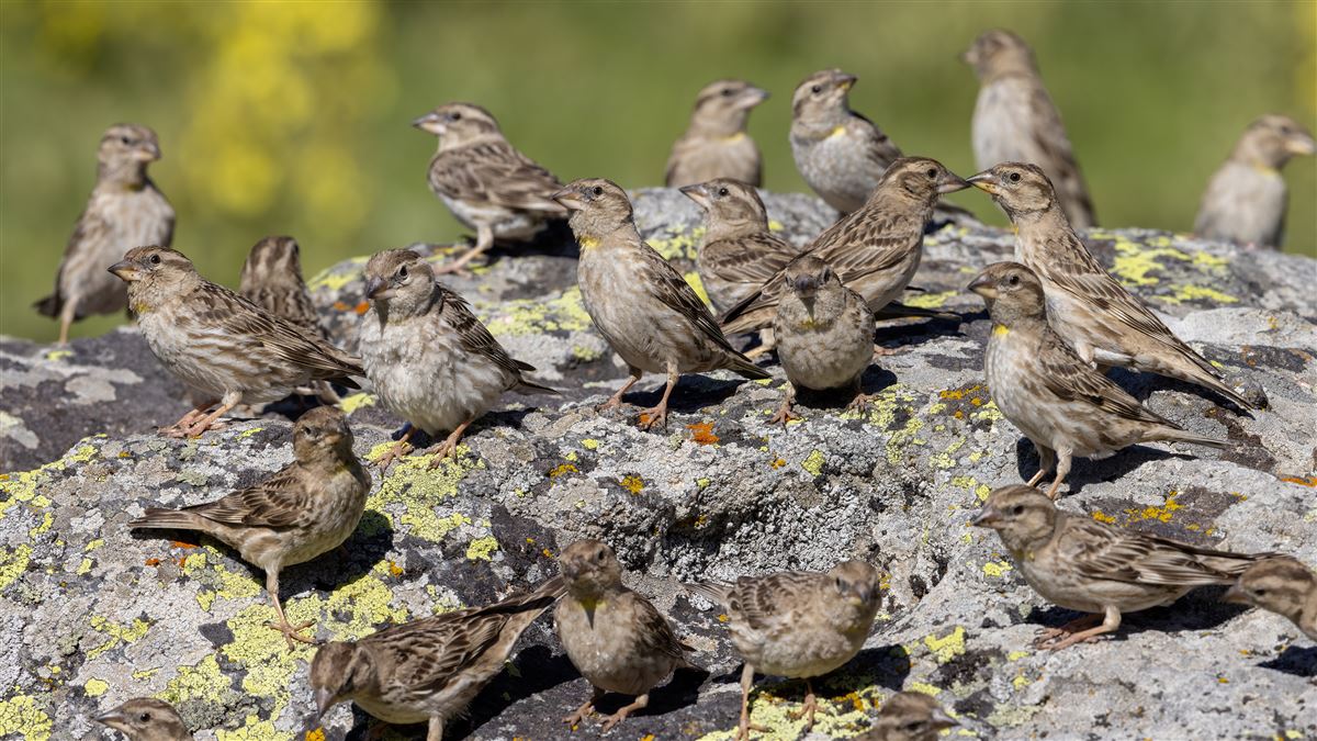 Rock Sparrow
