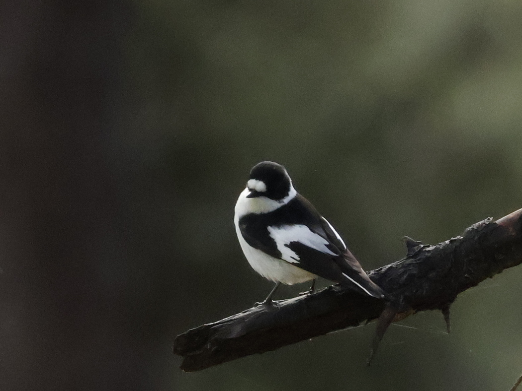 Collared Flycatcher