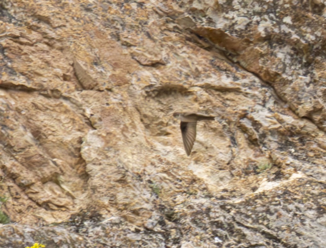 Eurasian Crag Martin