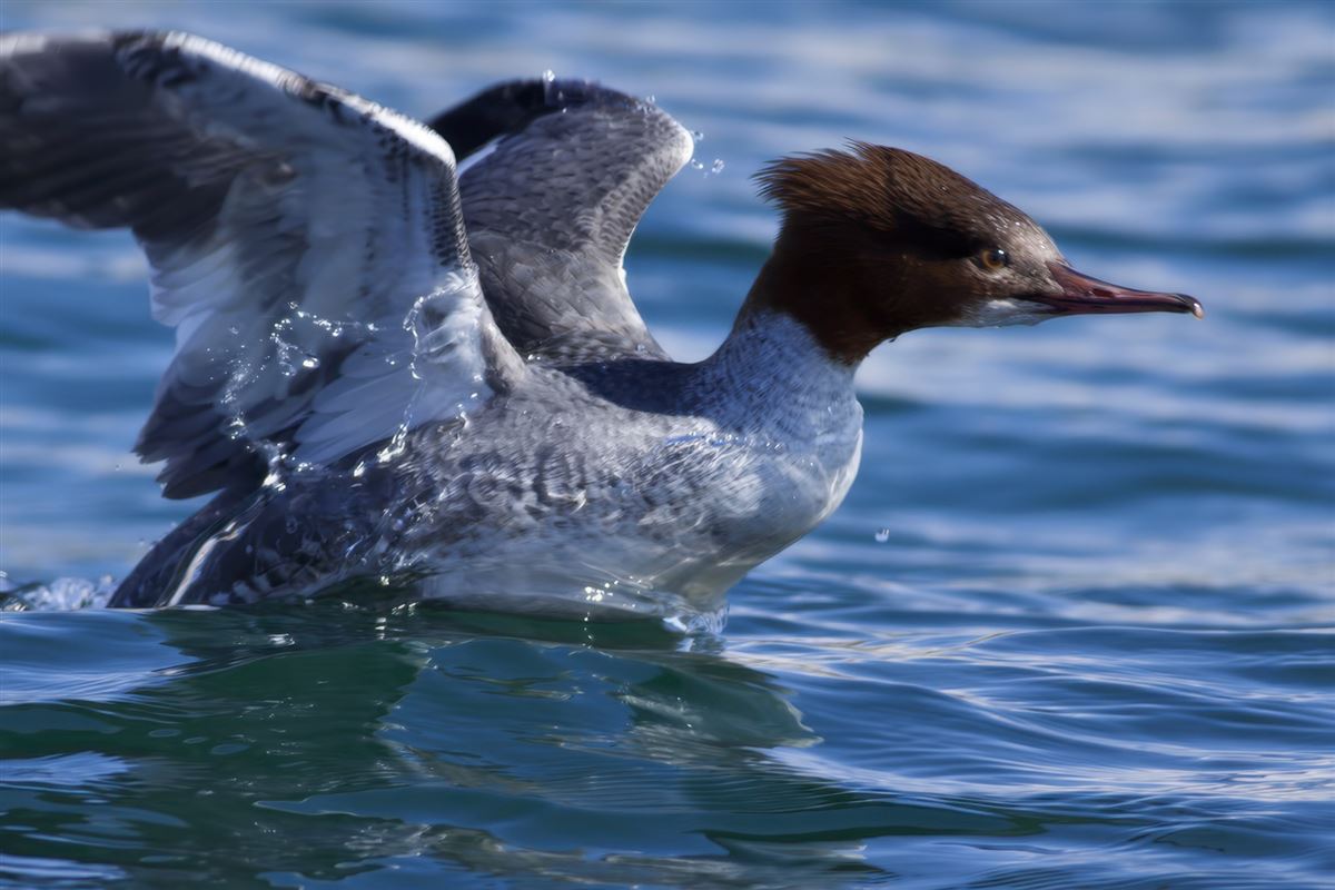 Common Merganser