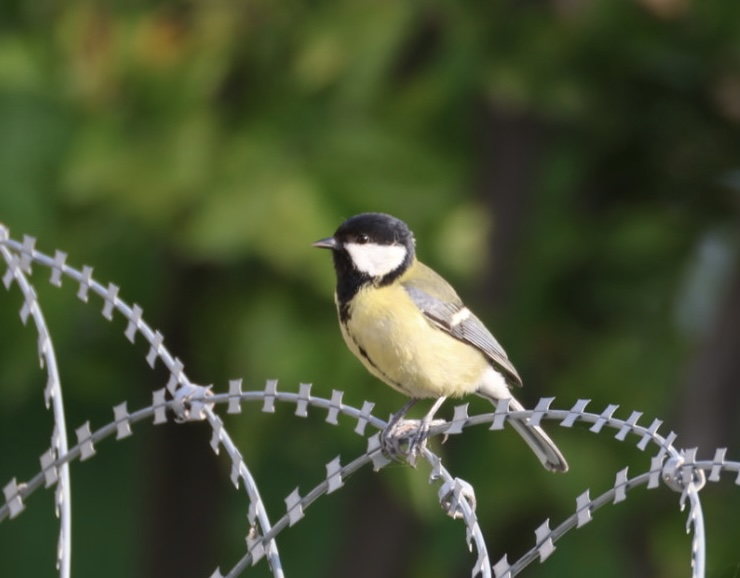 Great Tit