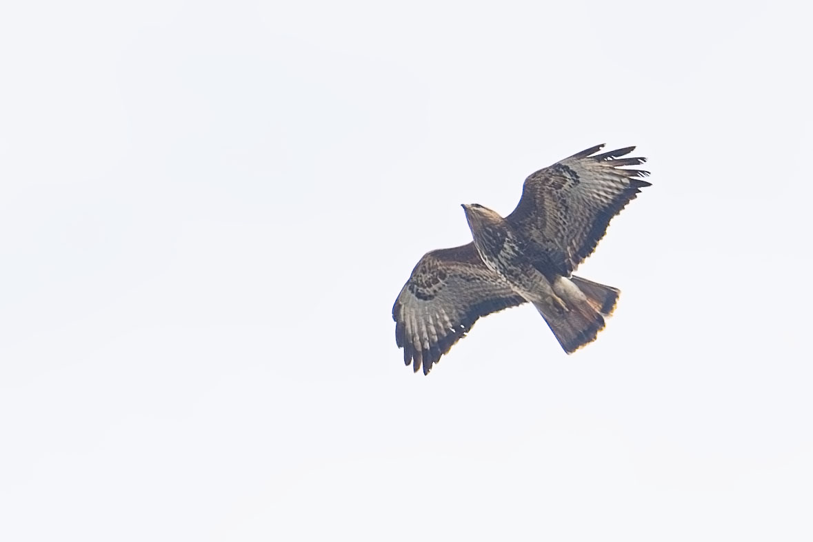 Common Buzzard