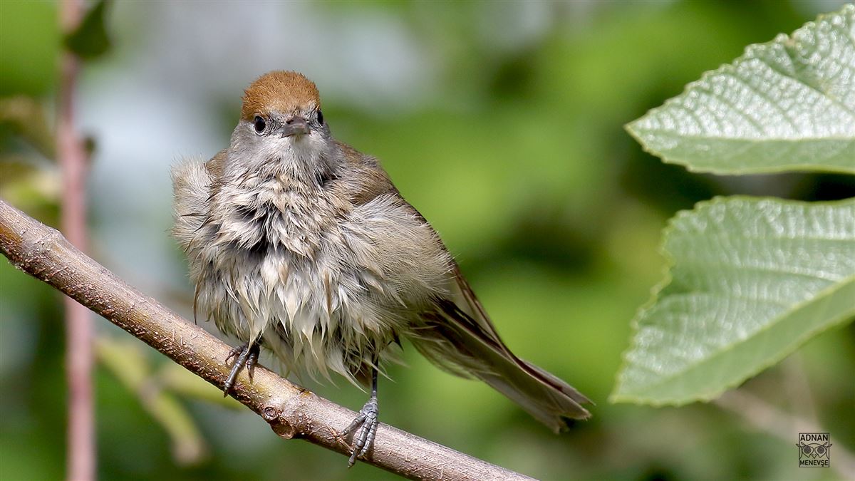 Eurasian Blackcap