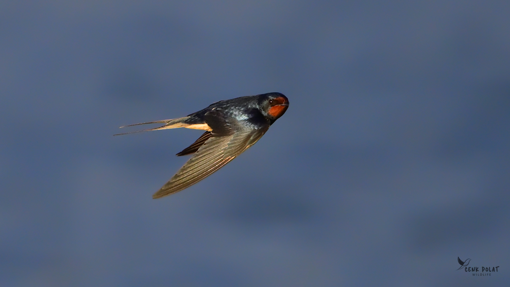 Barn Swallow