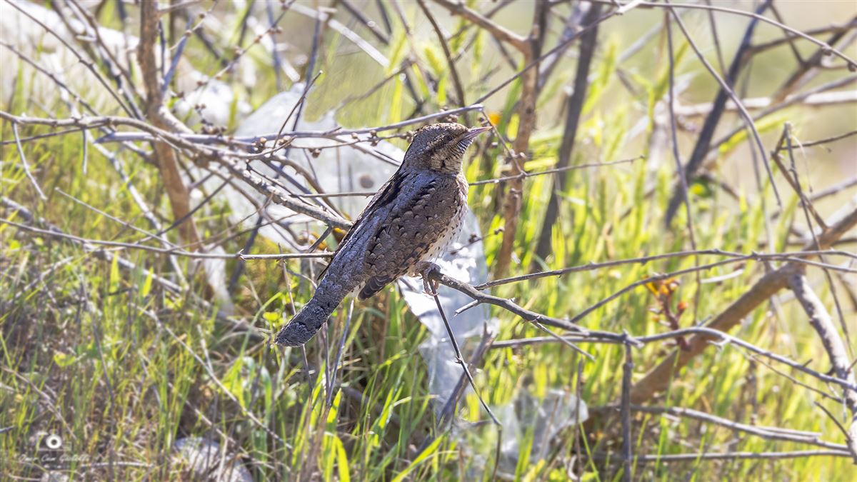 Eurasian Wryneck