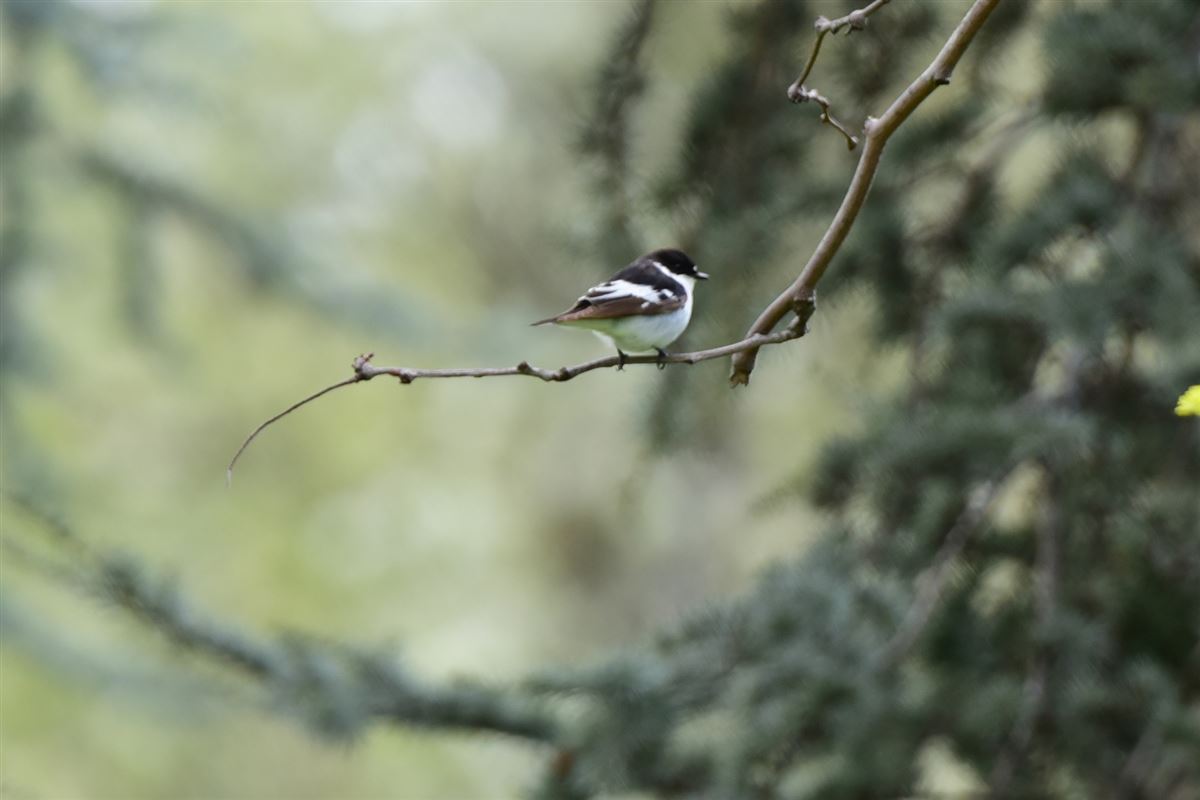 Semicollared Flycatcher
