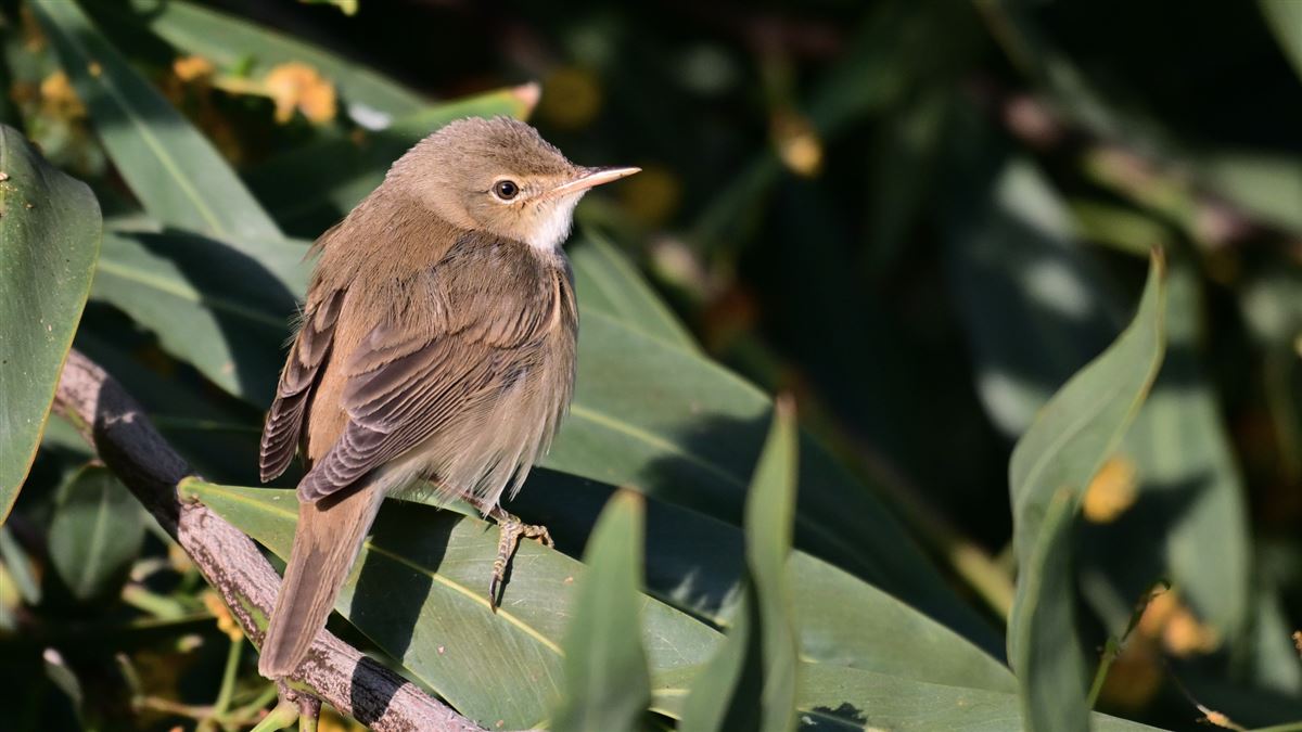 Common Reed Warbler