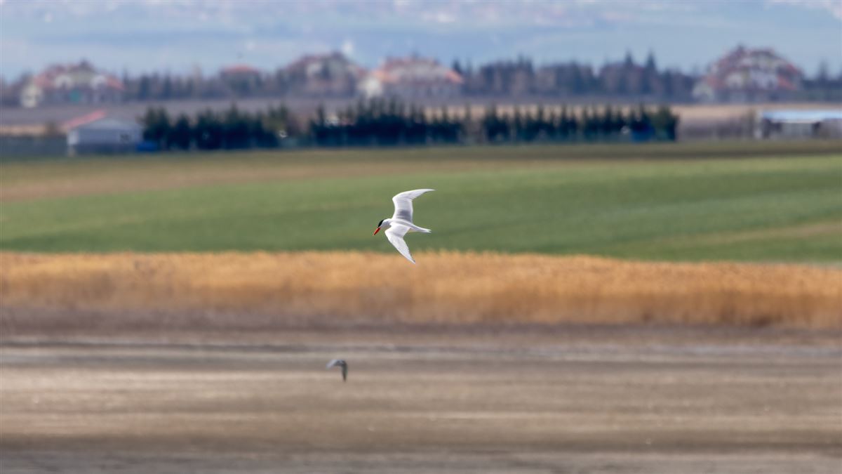 Caspian Tern
