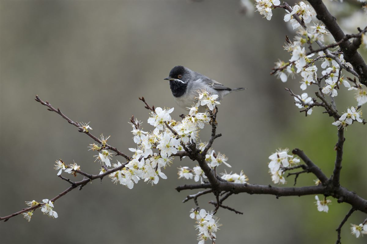 Rüppell`s Warbler