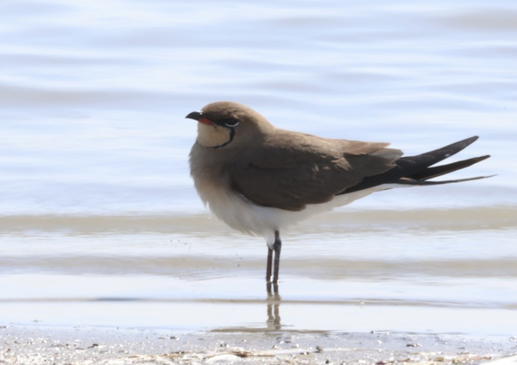 Collared Pratincole