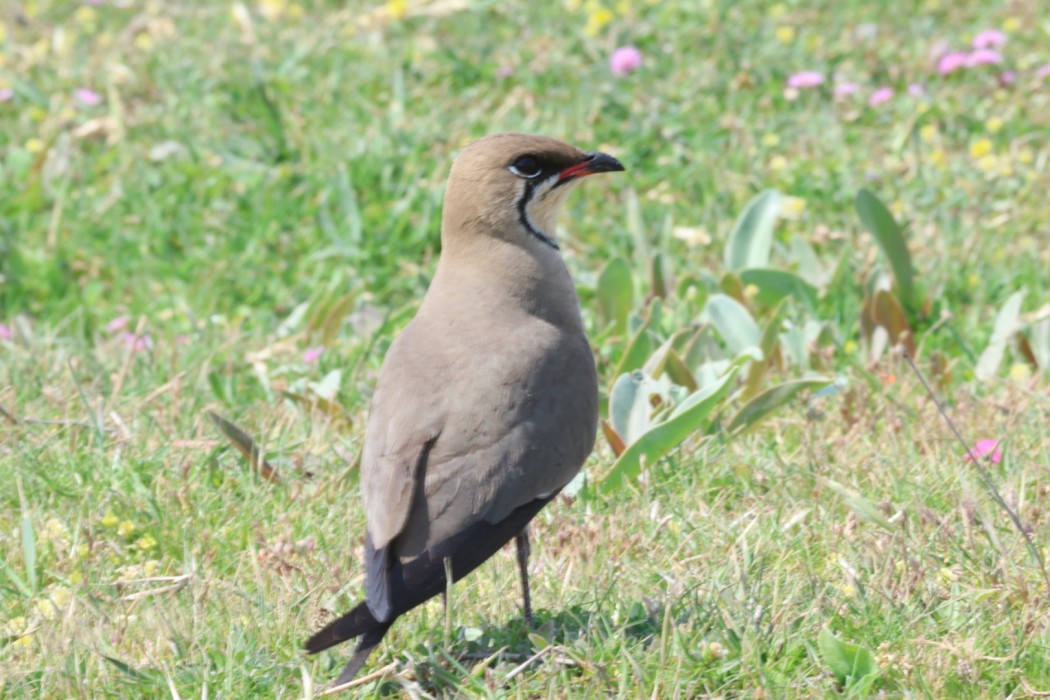Collared Pratincole