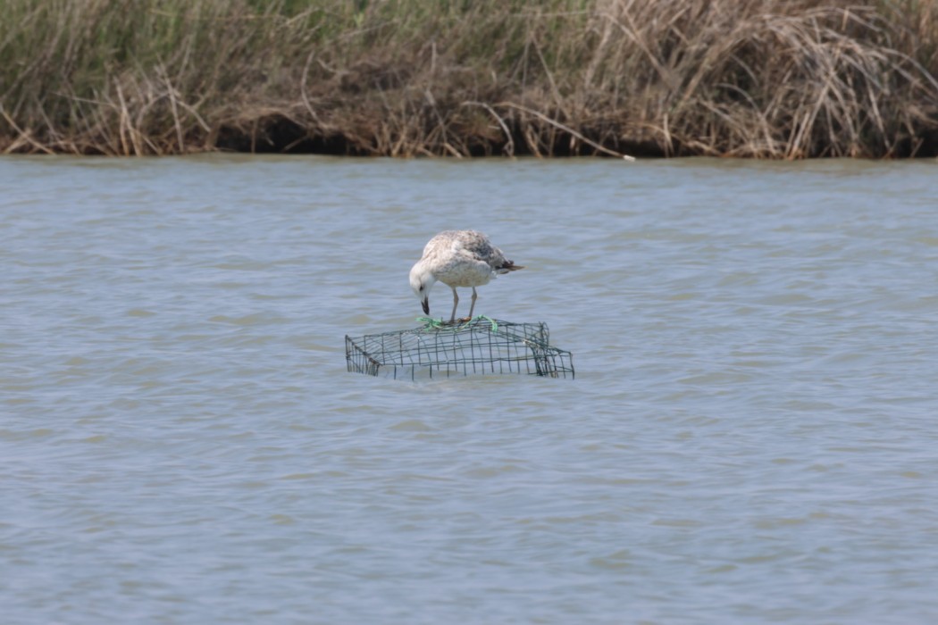Armenian Gull