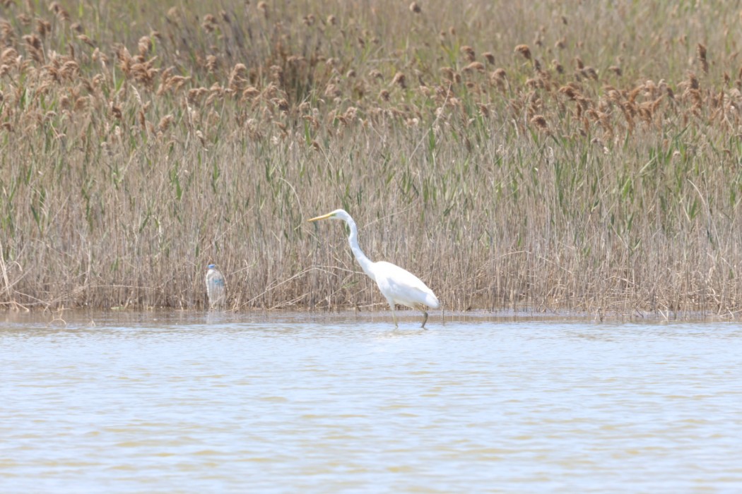 Great Egret