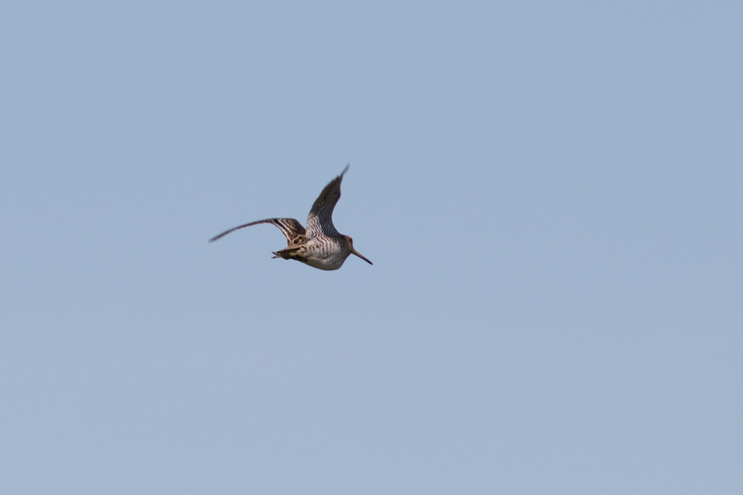 Great Snipe