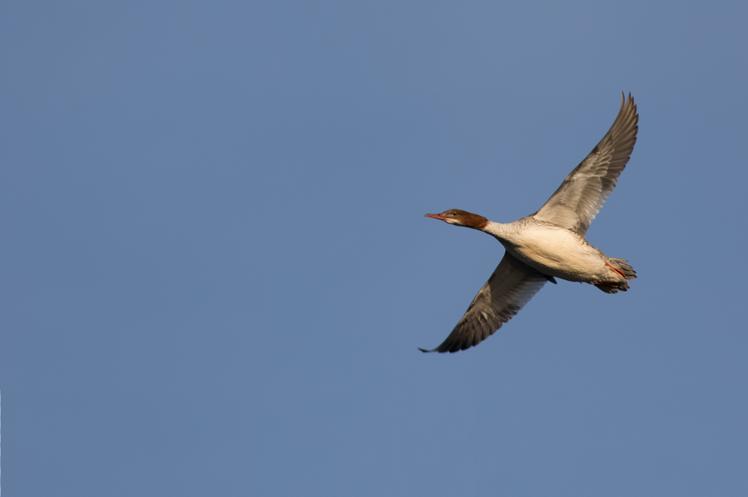 Common Merganser
