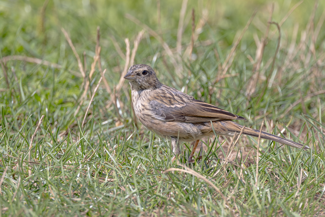Rock Bunting