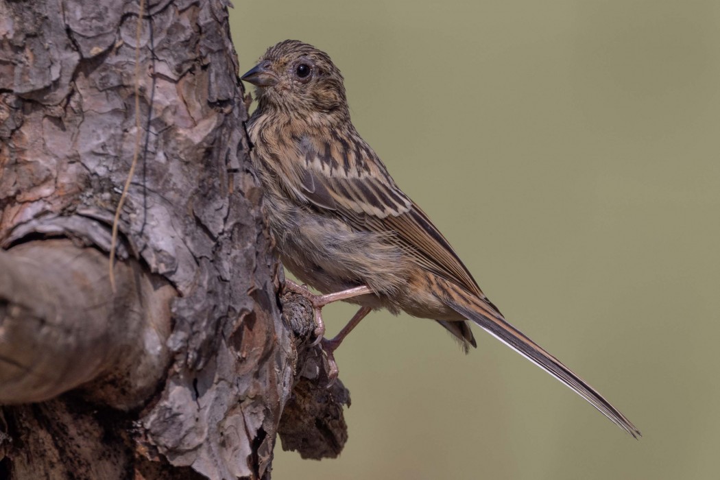Rock Bunting