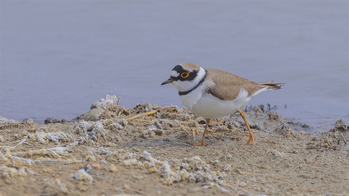 Little Ringed Plover