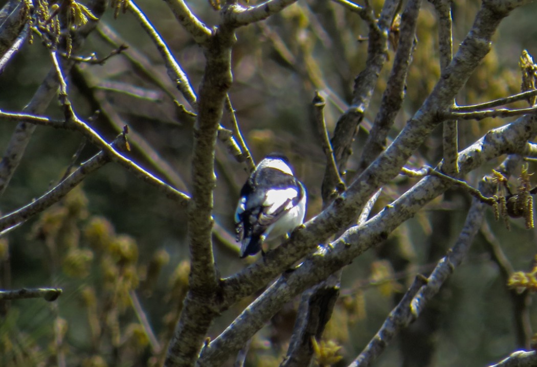 Collared Flycatcher