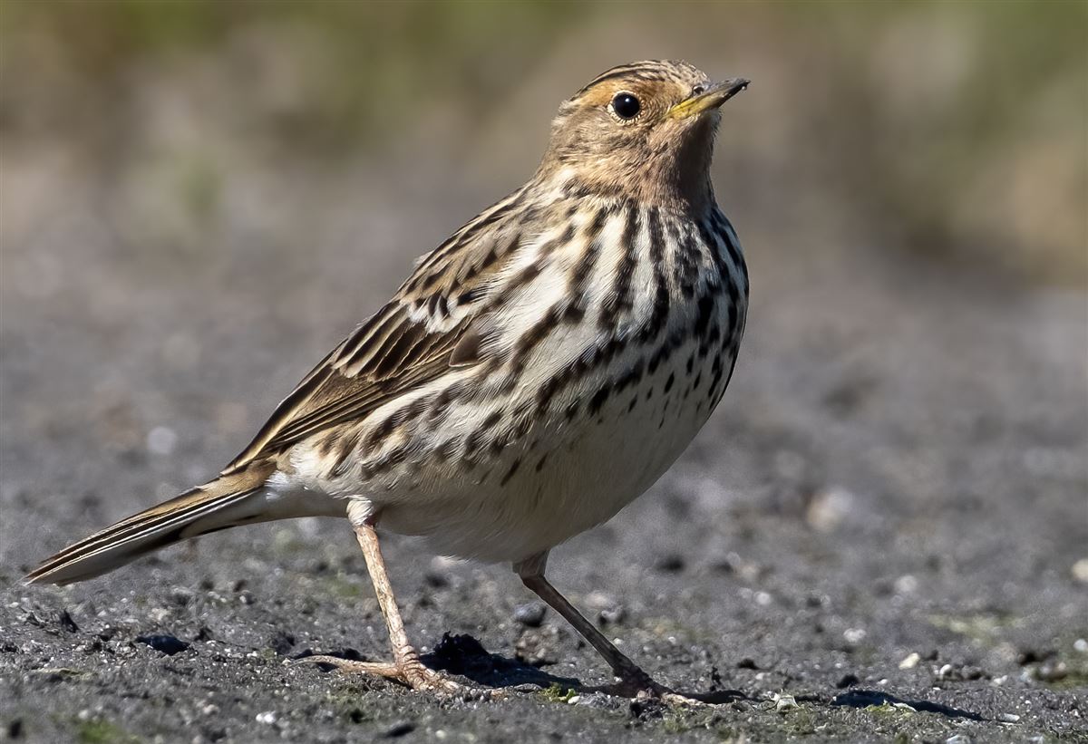 Red-throated Pipit