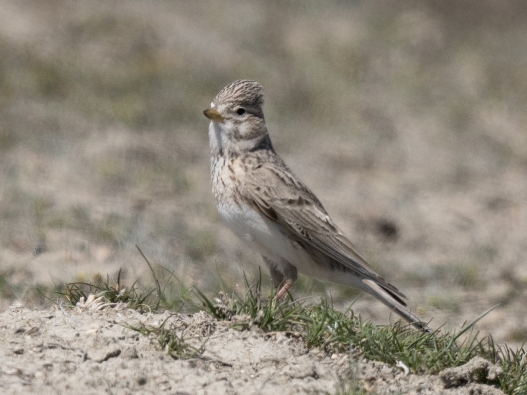 Turkestan Short-toed Lark