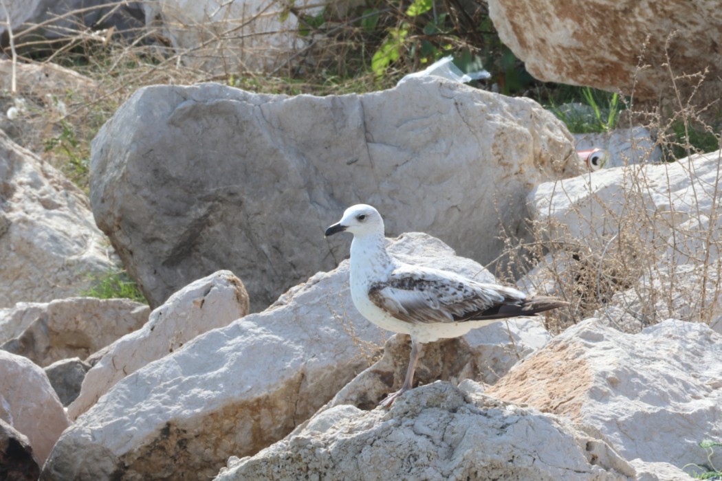 Caspian Gull