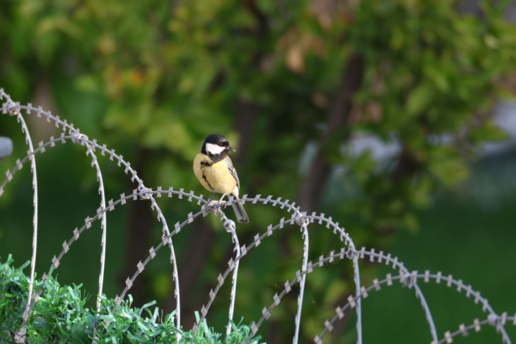 Great Tit