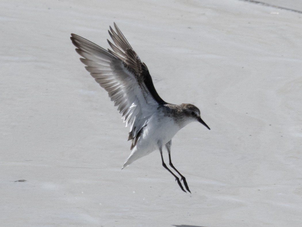 Little Stint