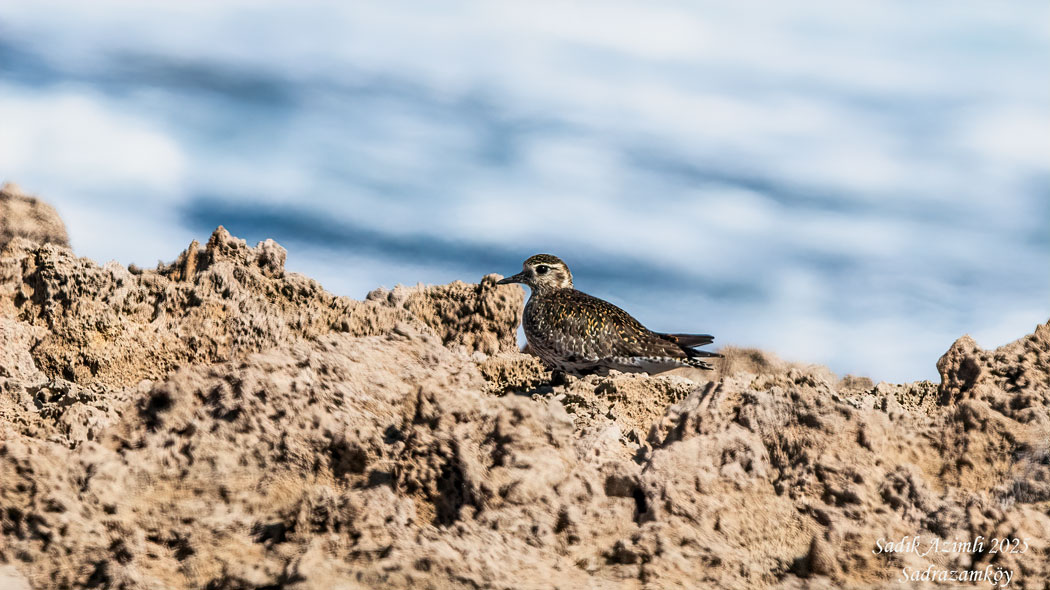 Pacific Golden Plover