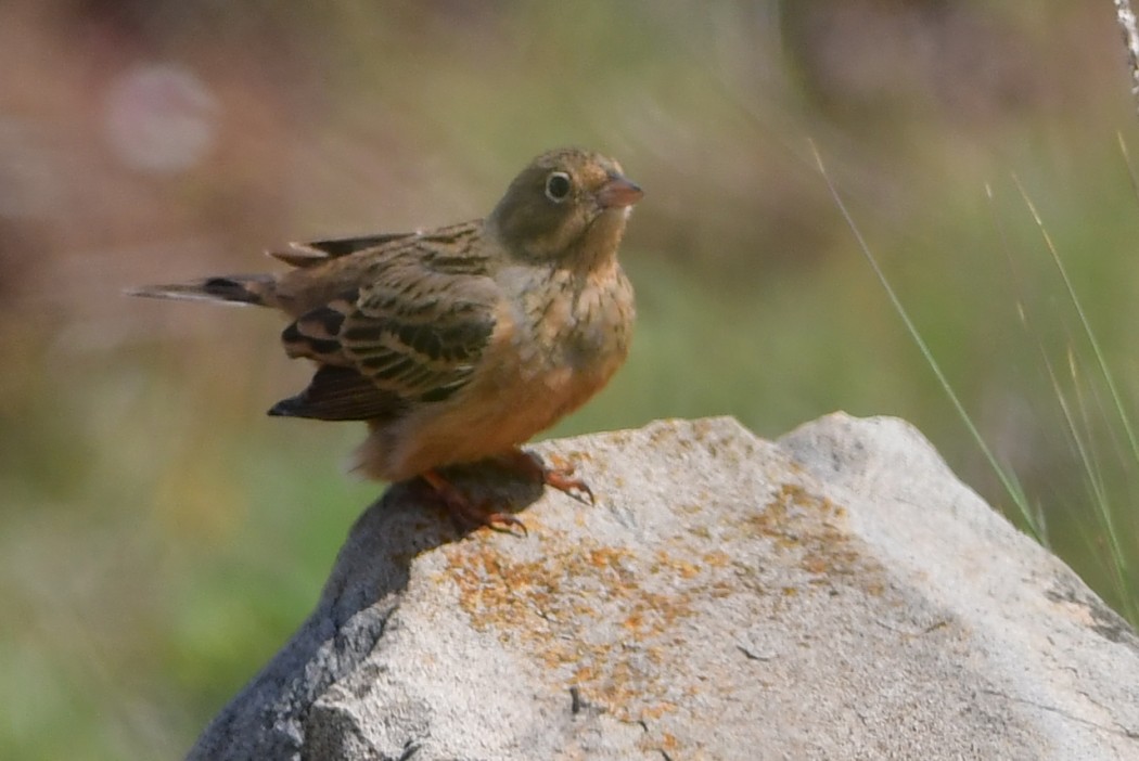 Cretzschmar`s Bunting