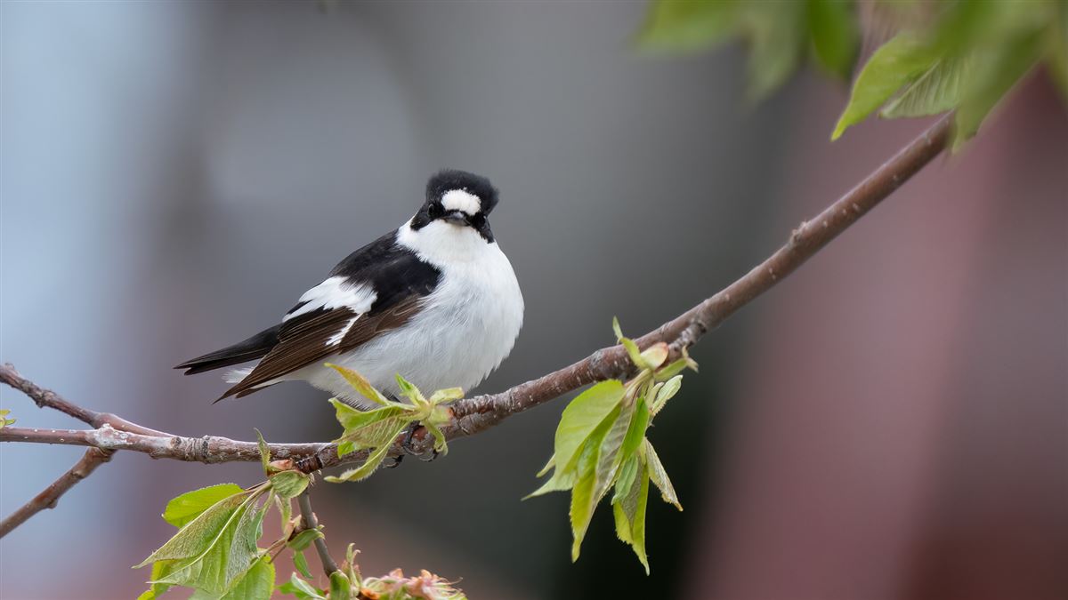 Collared Flycatcher