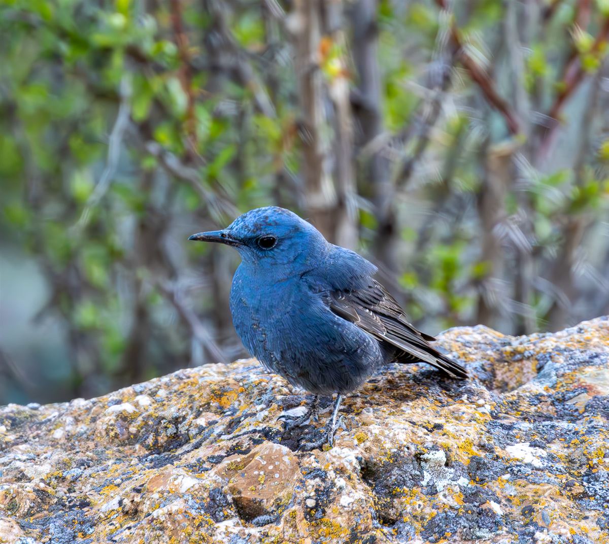 Blue Rock Thrush