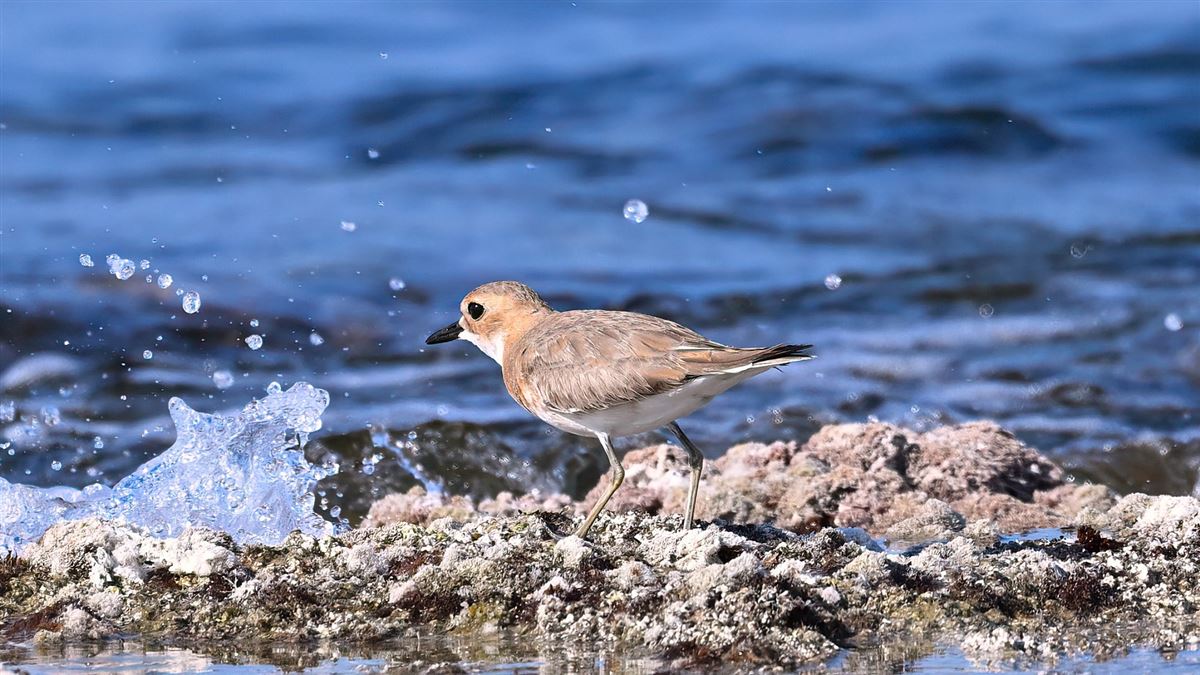 Greater Sand Plover