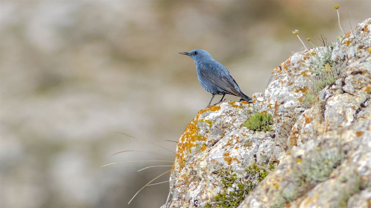 Blue Rock Thrush
